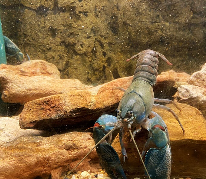 Image of a blue crayfish in an aquarium, with prominent claws and antennas, positioned on gravel substrate among rocks.