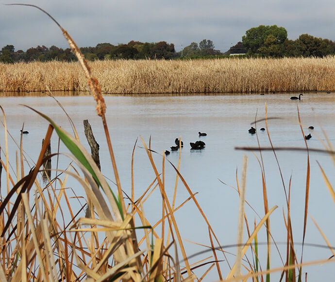 A tranquil wetland scene with a group of ducks swimming in calm water, framed by golden reeds in the foreground and a line of dense vegetation in the background under an overcast sky.