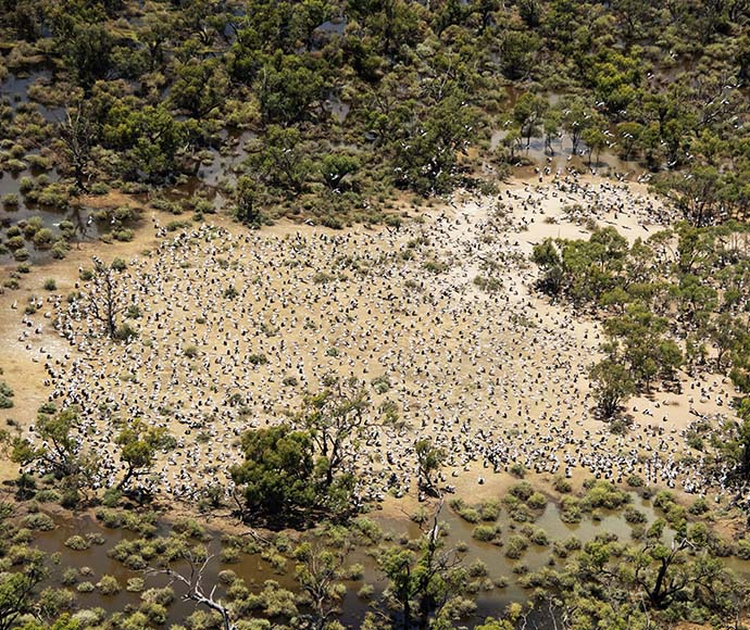 Aerial view of a landscape with dense vegetation around the edges and a large gathering of pelikans in the center, possibly for migration or feeding