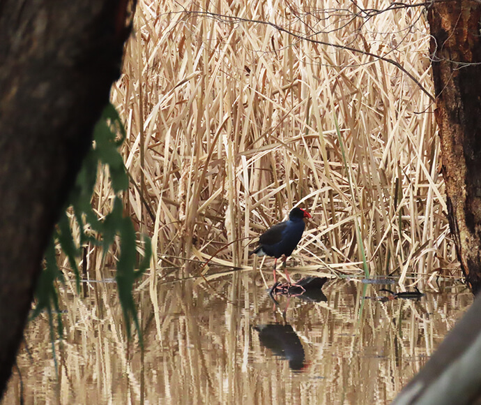 A bird with dark plumage and a red beak stands at the edge of a body of water, with its reflection visible on the surface. The background features dense, dry reeds and trees framing the scene.