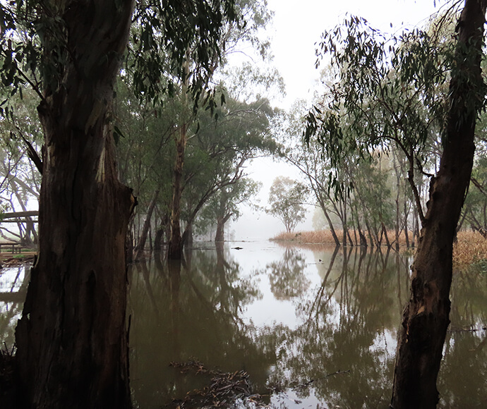 A serene flooded forest scene with eucalyptus trees reflected in the calm water, shrouded in mist, creating a tranquil and mysterious atmosphere.