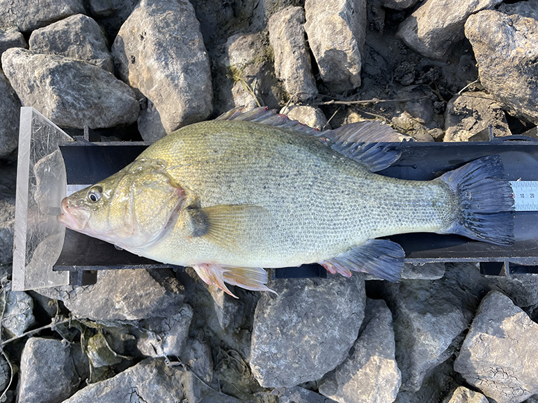 A large golden perch rests on a measuring device, set amongst a back drop of medium sized rocks.