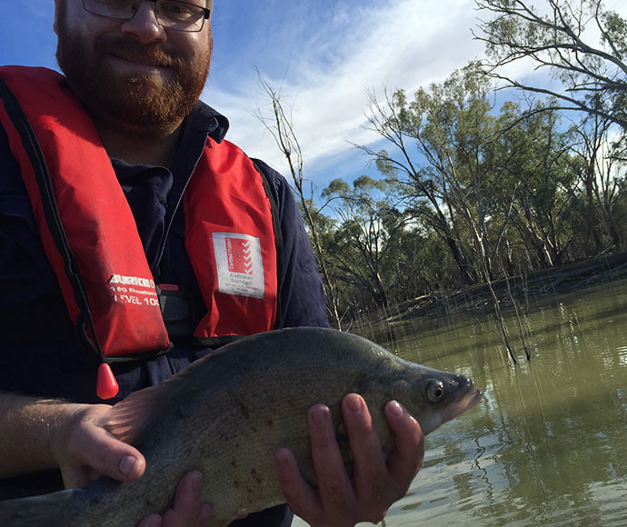 OEH officer holding a Golden perch or Yellowbelly (Macquaria ambigua) west of Hay