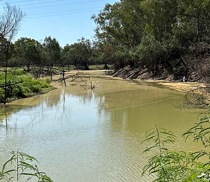 The junction of the Namoi with the calm Barwon River with muddy water, surrounded by green vegetation and trees, some fallen into the water