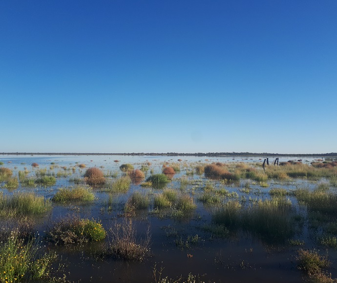 A flooded wetland with rich blue water and grass plants growing from it