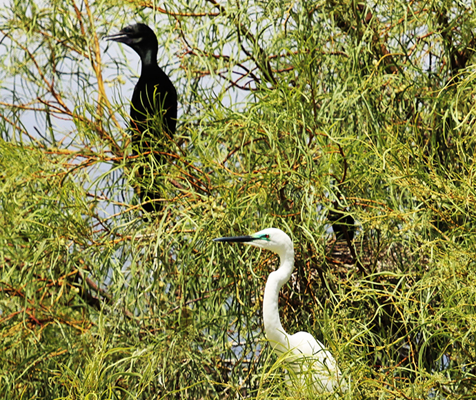 Little black cormorant (Phalacrocorax sulcirostris) and great egret (Ardea alba) in a tree at Narran Lake