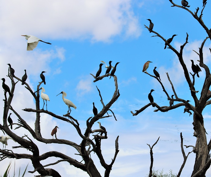 Black and white birds in a bare tree against a blue sky at Narran Lake