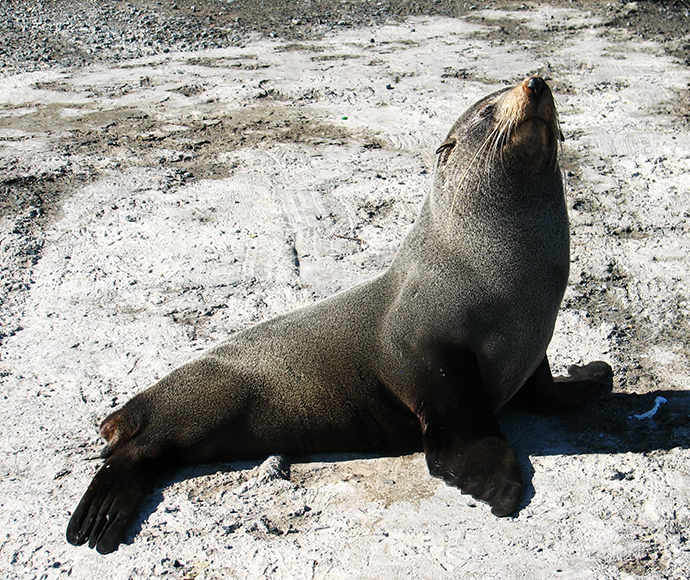 New Zealand fur seal (Arctocephalus forsteri) at Lake Illawarra an open and trained intermediate wave dominated barrier estuary or large coastal lagoon.