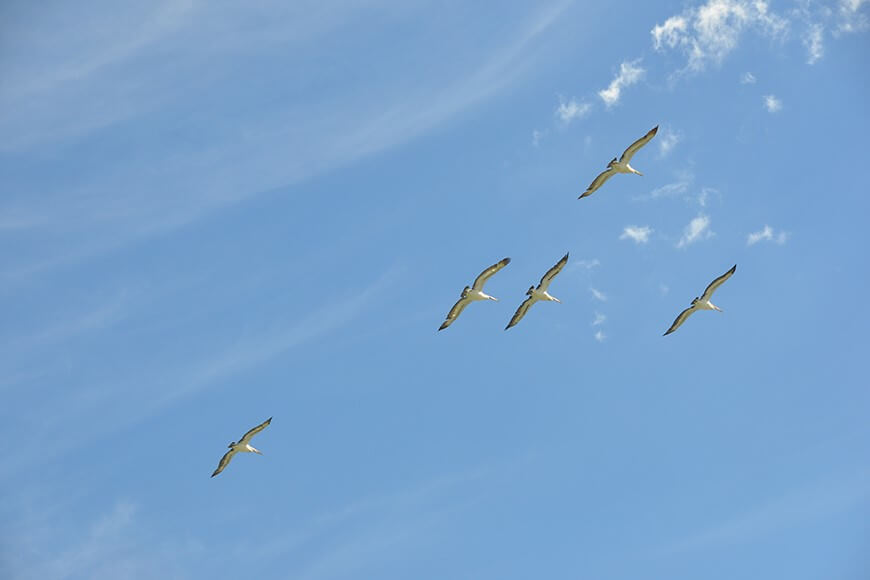 Pelicans soar over Paika Lake, Narwie