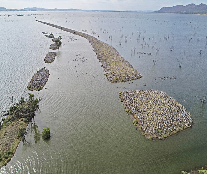 Aerial view of Lake Brewster pelican colony, January 2022.