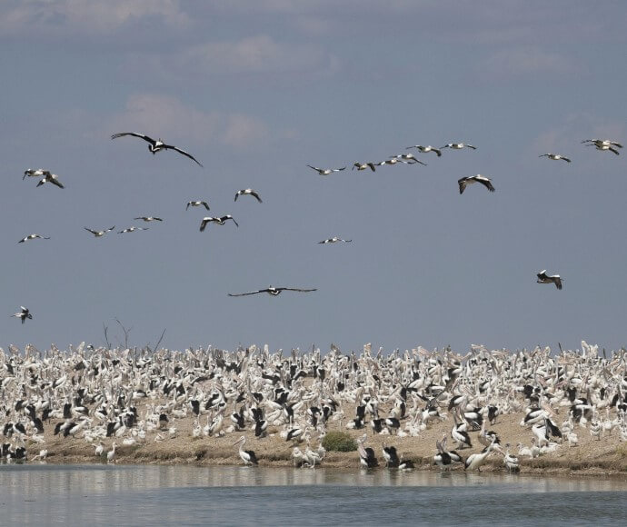 Adult and juvenile pelicans in the Lake Brewster pelican colony, March 2022.