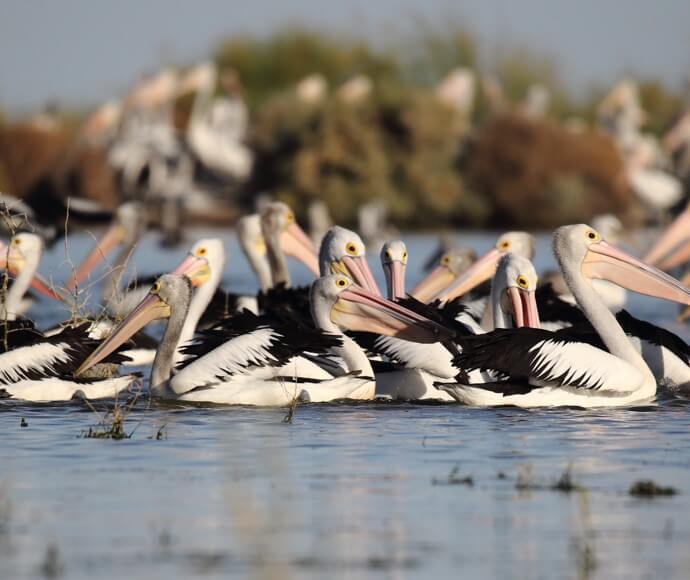 Adult pelicans foraging adjacent to the Gayini pelican colony, February 2022.