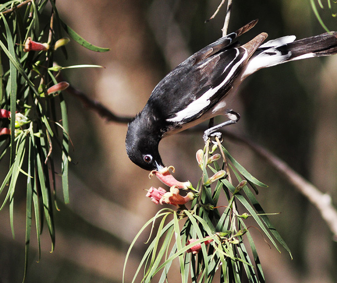 A bird delicately eating from a branch, highlighting its natural habitat among the leaves of the tree.