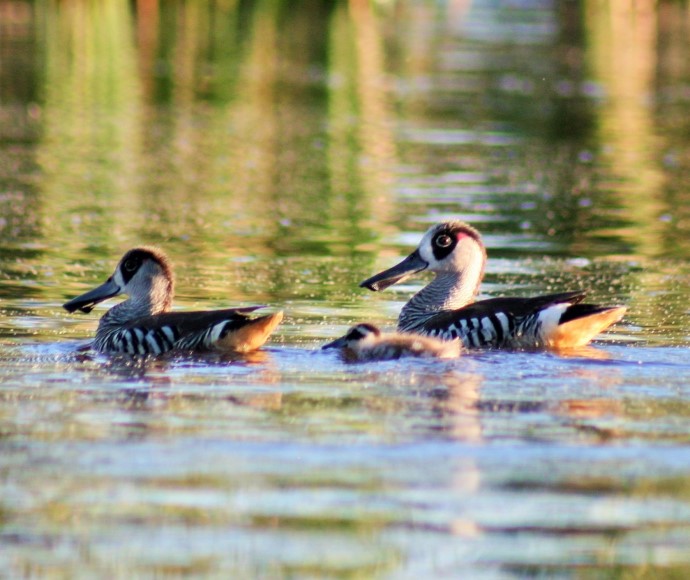 Three pink eared ducks (Malacorhynchus membranaceus) in Macquarie Marshes Nature Reserve