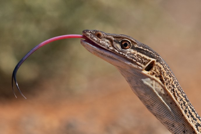 A sand goanna (Varanus gouldii) in Sturt National Park