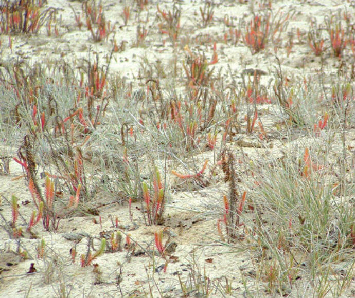 A series of sea spurge nestled on the sand, featuring faintly coloured red and green blooms and light green and grey grassy leaves.