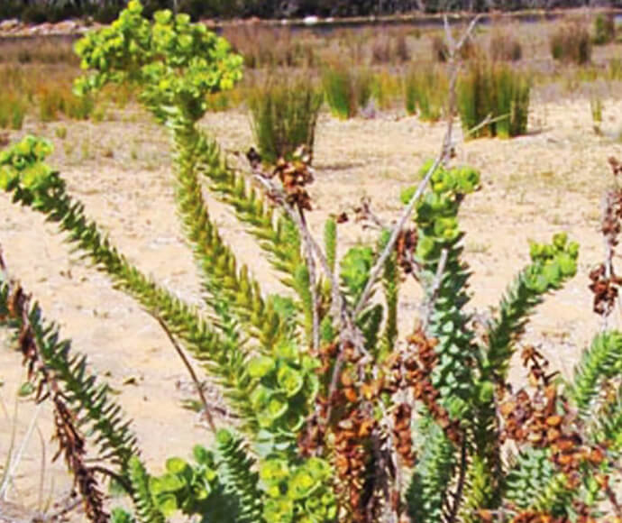 A series of maturing sea spurges, with vibrant and long stems in various shades of green and crimson.