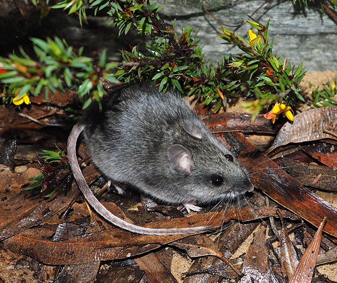 Smoky mouse (Pseudomys fumeus) crouched beside a pile of stick and leaves. 