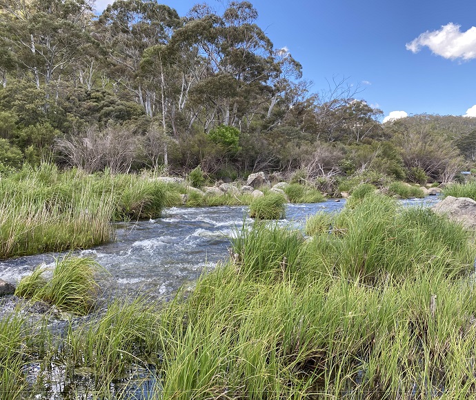 Grassy bank of the Snowy River in the foreground, looking across a narrow section of the river with trees on the opposite bank.