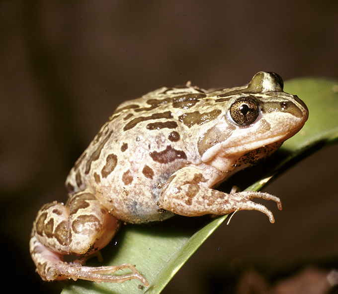 Closeup of a spotted marsh frog (Limnodynastes tasmaniensis) sitting on a leave