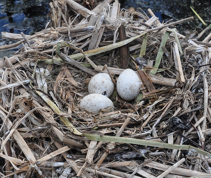 Straw-necked ibis (Threskiornis spinicollis) eggs begin to hatch on reeds in the lower Gwydir wetlands.