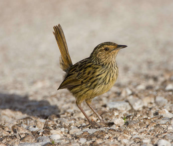 Striated fieldwren (Calamanthus fuliginosus), standing on a gravel surface with its tail upright and head turned slightly to the side, showcasing its brown plumage with dark striations.