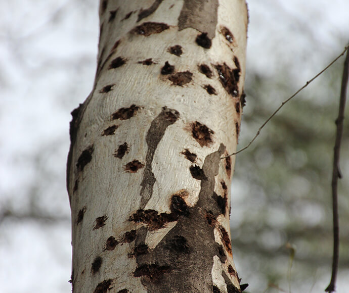 Sugar glider chewing marks on a river red gum near Deniliquin