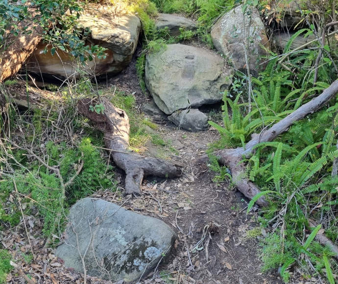 Small boulders, bright ferns, twisted roots, fallen branches and a bed of dry leaves lie on uneven ground