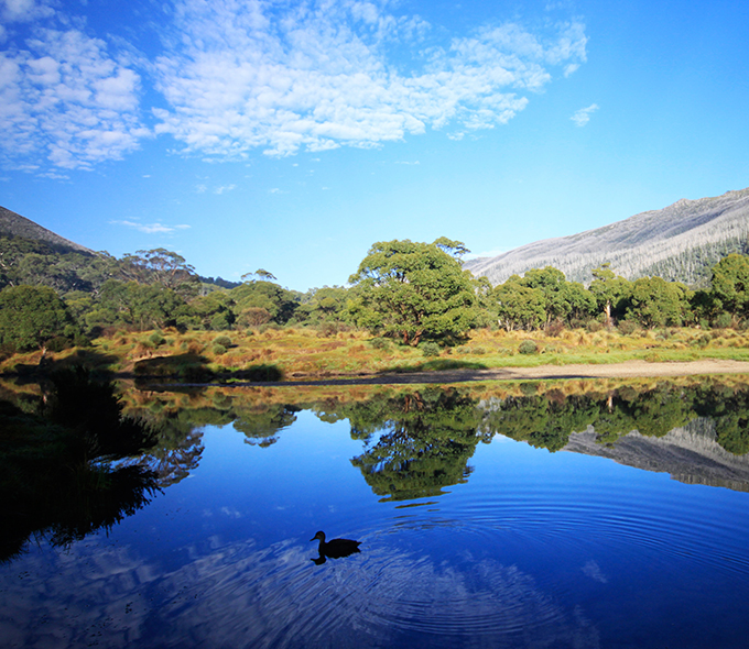 A waterbird creates ripples on a body of water that reflects blue sky. Shrubby bush in the background.