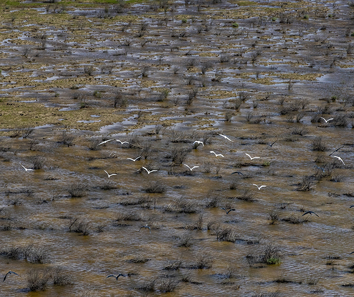 A flock of white birds flying low over a marshy wetland with sparse dark vegetation.