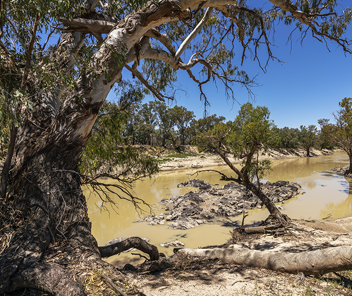 Old, large tree by muddy Darling River at Toorale National Park