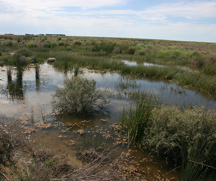 Vegetation reponds to environmental water at the lower end of Merrijameel Creek