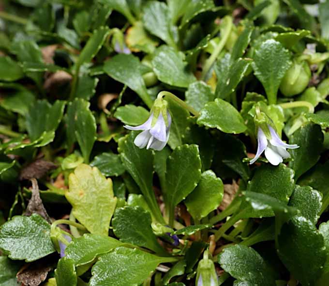 Small bell shaped light purple petals with thick poited leaves