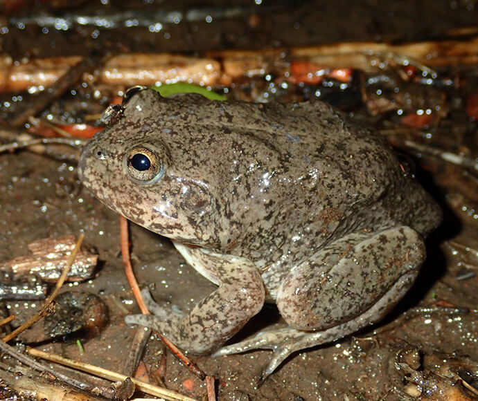 Waterholding frog (Cyclorana platycephala)