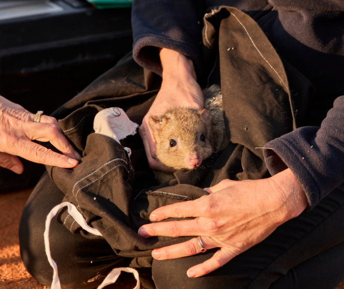 Western quoll peers out from sack held by scientists before its release