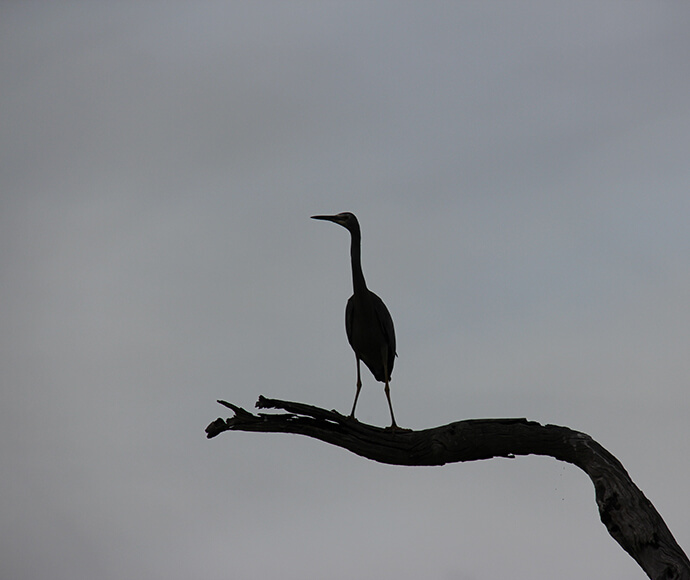 White faced heron (Egretta novaehollandiae) stands watch near Wanganella