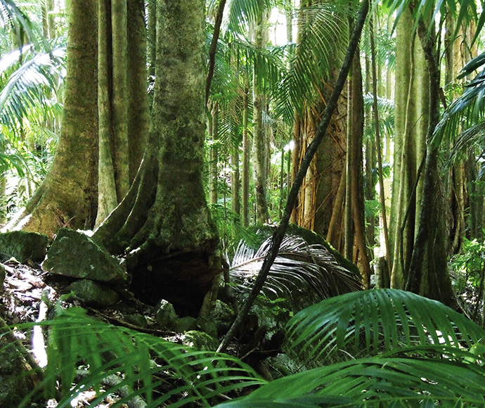 Wollumbin National Park formerly Mount Warning Rainforest Vegetation near start of Summit Track