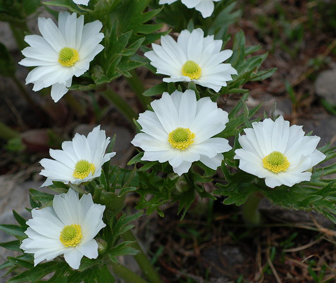 A cluster of Anemone buttercups (Ranunculus anemoneus) featuring at least six flowers with delicate white petals and vibrant yellow centers.