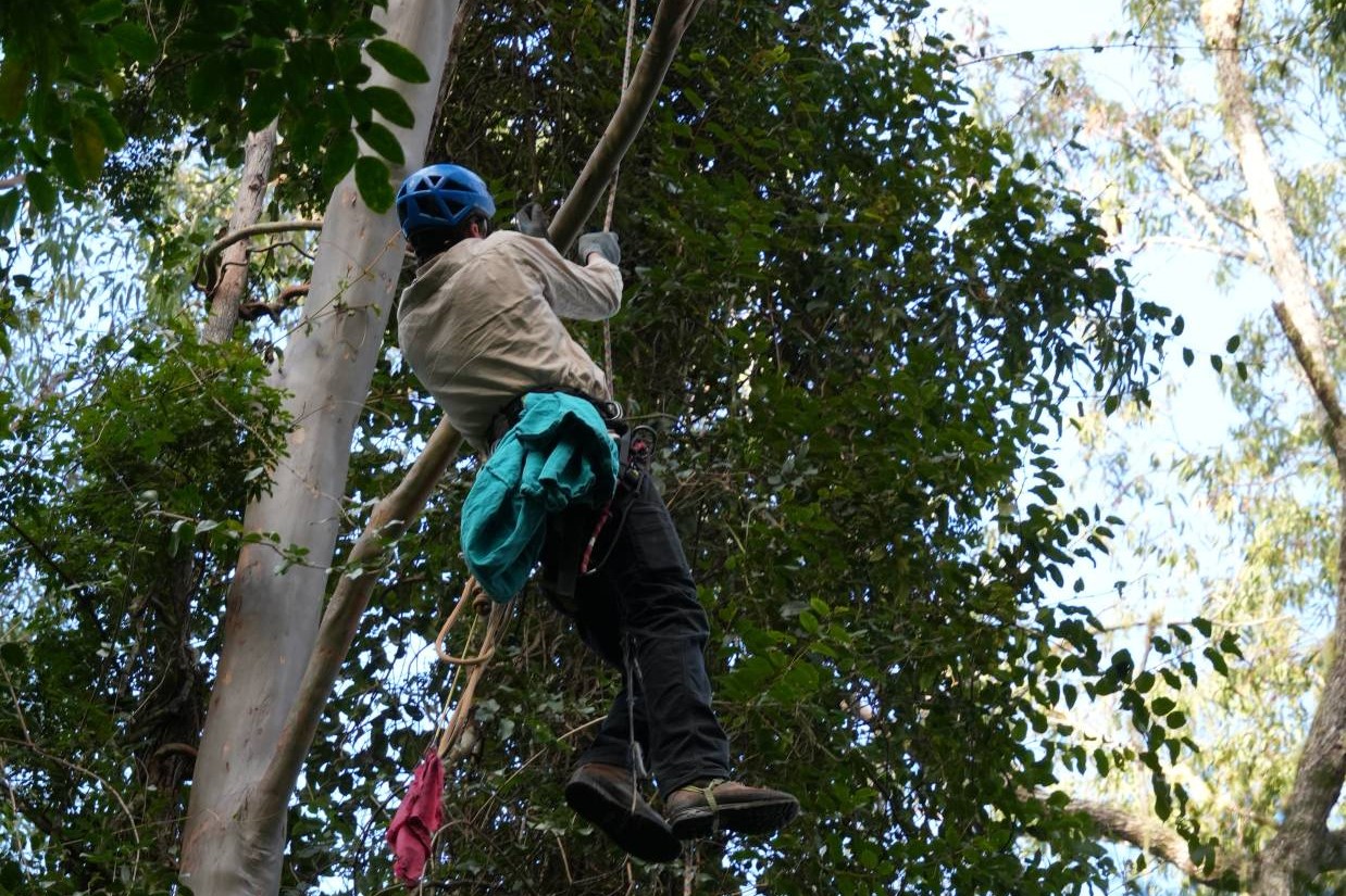 An animal handler climbs a rope that hangs vertically alongside the smooth trunk of a eucalyptus tree 