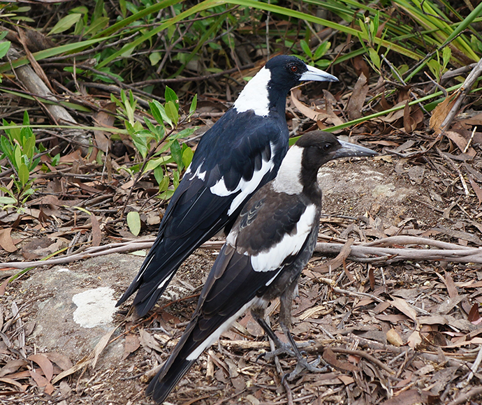 Two Australian magpies stand on a forest floor covered with leaves and branches. One is black and white; the other is brown and white.