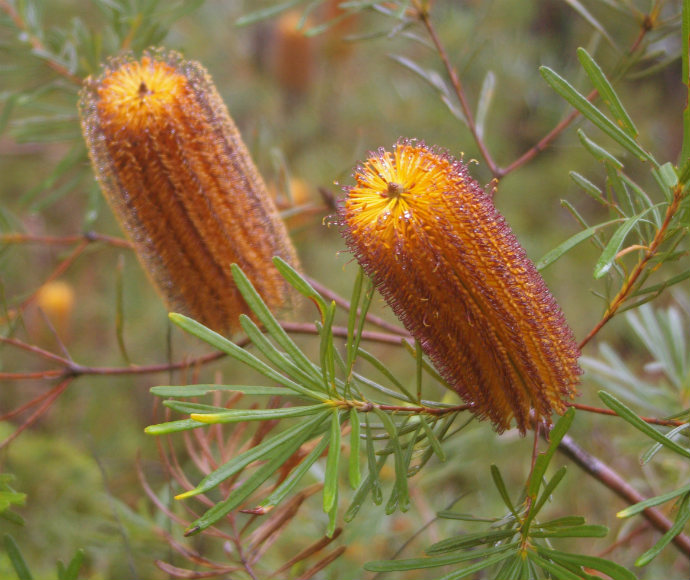 Close-up of two vibrant orange hairpin banksias with spiky textures, surrounded by slender green leaves. The mood is natural and lively.