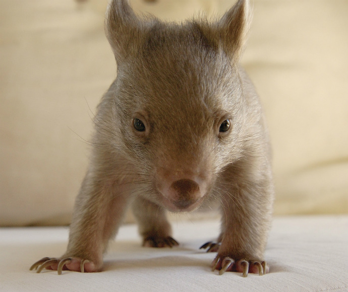 an image of a bare-nosed wombat (Vombatus ursinus). These adorable marsupials are native to Australia and are known for their sturdy build and burrowing habits. 