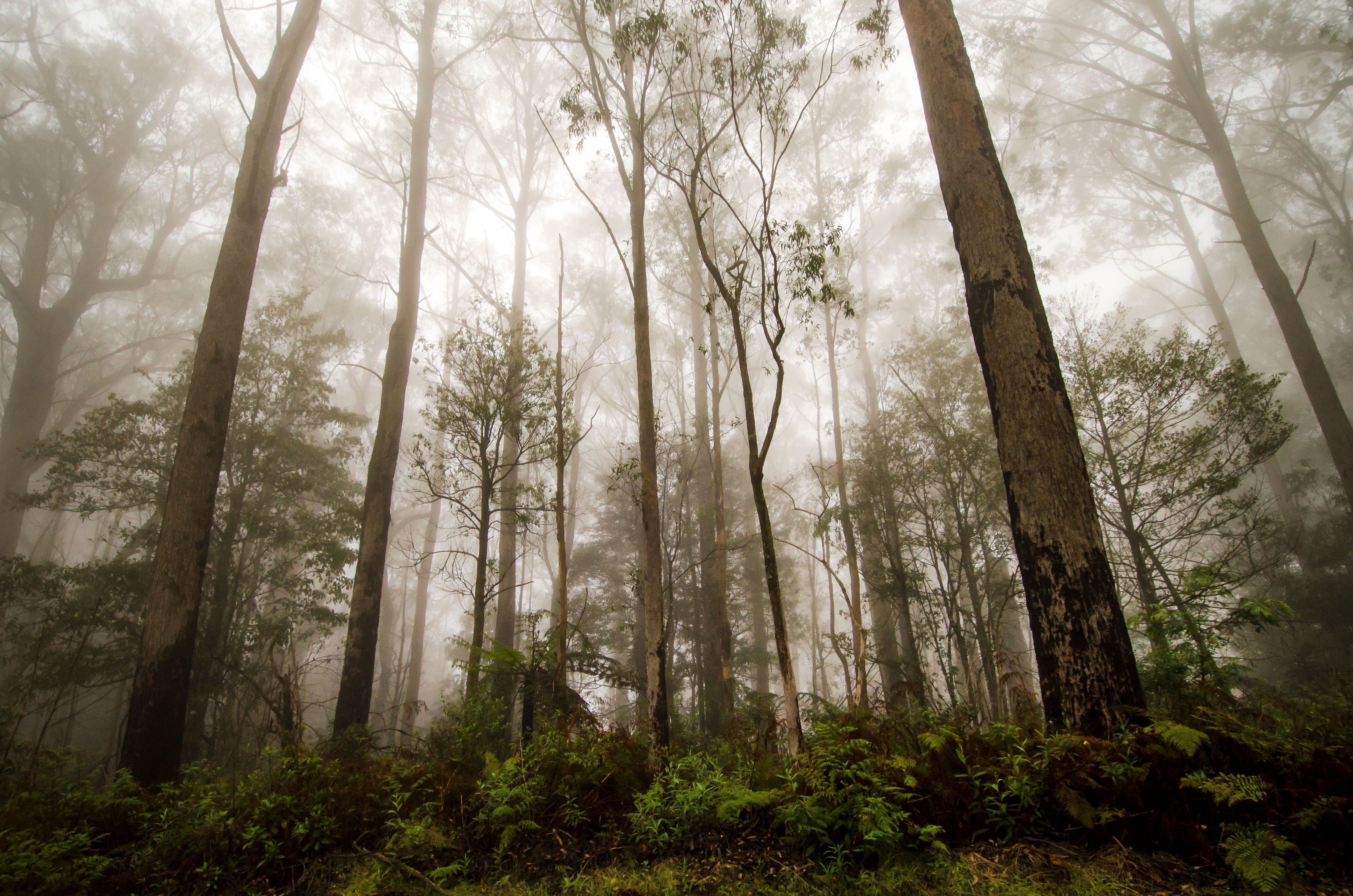 A low-angle view of tall trees shrouded in fog along the River walking track in Barrington Tops National Park. The towering trunks rise majestically into the mist, creating a serene and mysterious atmosphere in the lush forest.