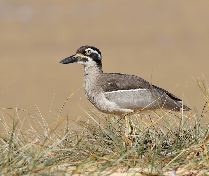 A beach stone-curlew with brown and white plumage stands alert in tall grass. Its striking eye pattern and dark beak contrast with the sandy background.