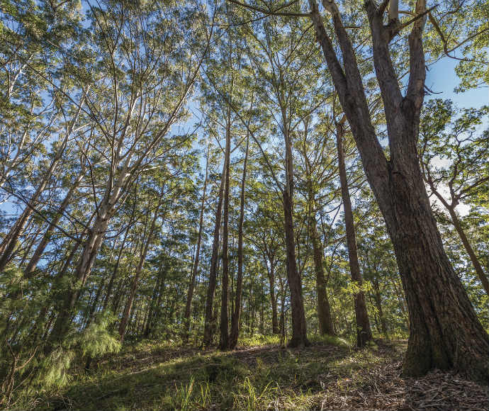 Tall blackbutt eucalypt trees with slender trunks reach toward a clear blue sky in a serene forest scene, sunlight filtering through green leaves, casting soft shadows.