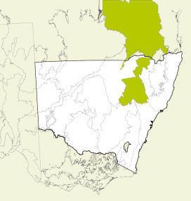 Map of New South Wales, Australia, highlighting the Brigalow Belt South bioregion in green. The rest of the state is shown in white, with some geographical features like rivers and mountain ranges outlined.