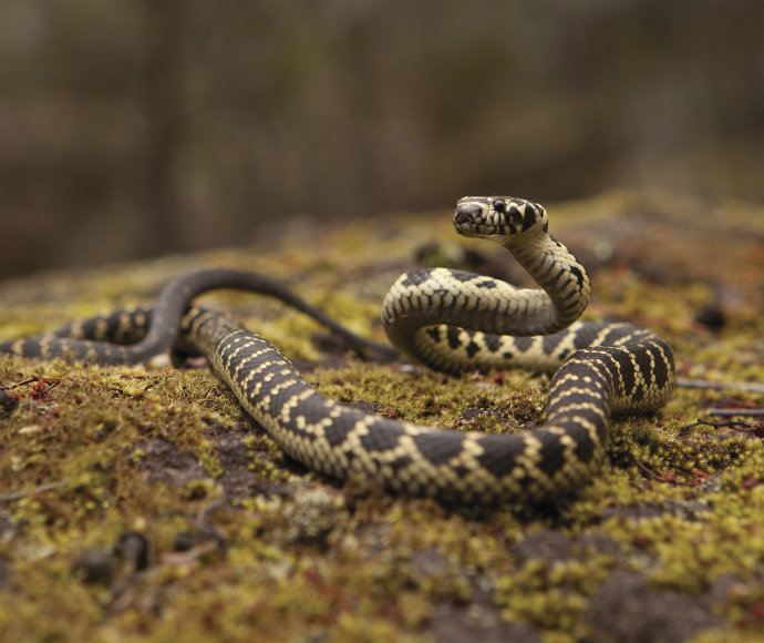 A coiled snake with a black and yellow patterned body rests on a mossy rock in a forest. The snake’s head is slightly raised, conveying alertness.