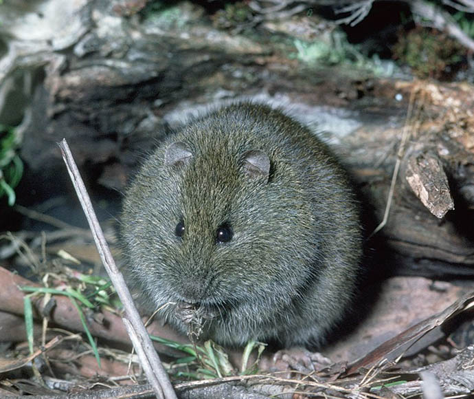 A Broad-toothed rat (Mastacomys fuscus) sitting on a rocky surface, showcasing its distinctive broad head, soft grey fur, and large ears, surrounded by natural vegetation.