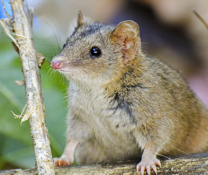 Close-up of a brown antechinus (Antechinus stuartii) sitting on a tree branch. 