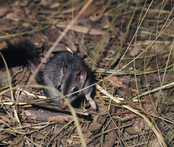 A brush-tailed phascogale (Phascogale tapoatafa) on the forest floor, surrounded by dry leaves and grass. The small marsupial has greyish-brown fur, a pointed snout, and large ears. Its distinctive brush-like tail is partially visible. The phascogale appears to be foraging or exploring its natural habitat.